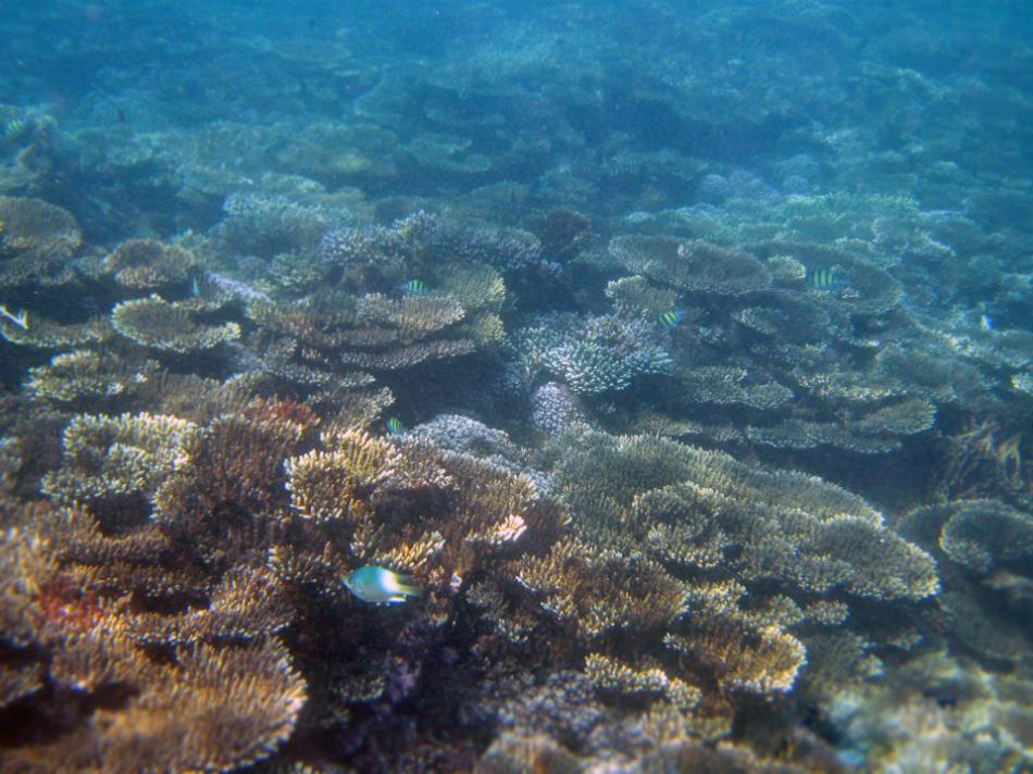 Калпития(bar reef)
