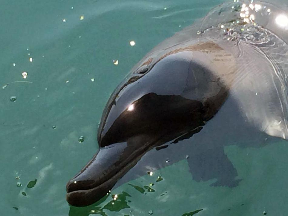 Bali Dolphins