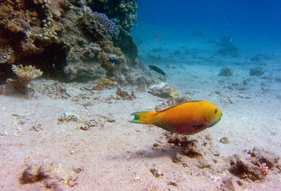 Coral Reef